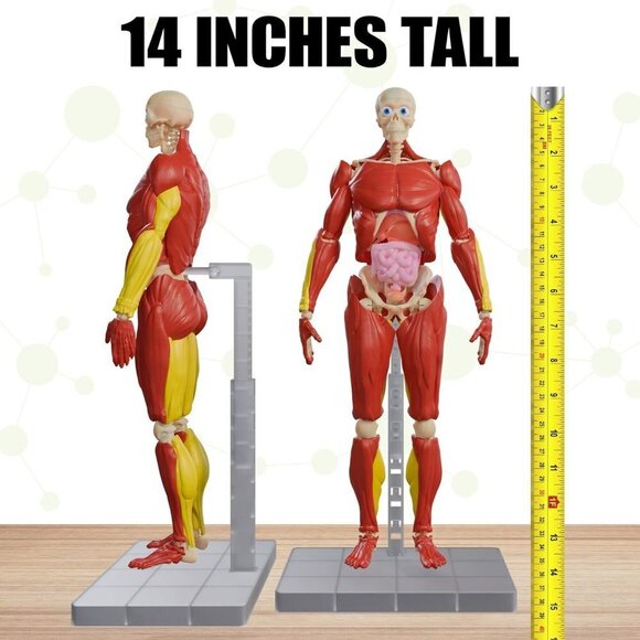 14” Tall 60 Piece Fully Poseabl Removable Muscles Organs Interactive Hum… - Picture 3 of 7
